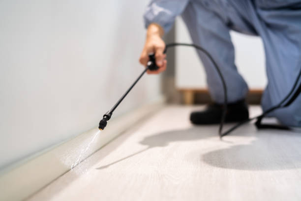 Licensed Termite Control service in Springville, AL - Nex Pest Control
